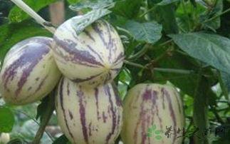 吃生茄瓜,探索生食茄瓜的奥秘与美味