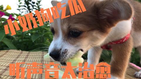 狗狗吃两瓜,探索瓜类美食的奇妙之旅