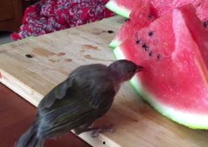 防小鸟吃瓜,防小鸟吃瓜攻略全解析