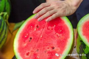 河南学院吃瓜,揭秘校园里的“瓜田”风云