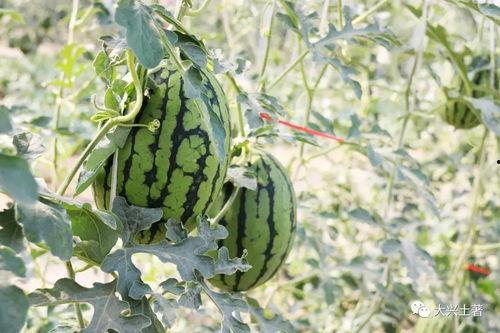 吃大瓜植物