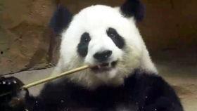 囡囡吃瓜5,揭秘娱乐圈背后的秘密与真相