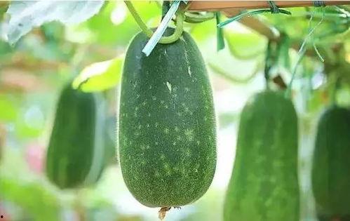 啥瓜没吃明白,探寻网络流行语的奥秘